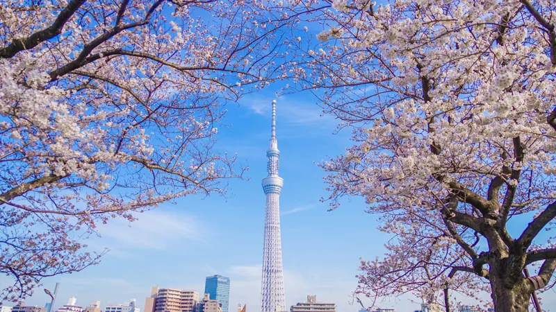 Cherry blossoms and Skytree