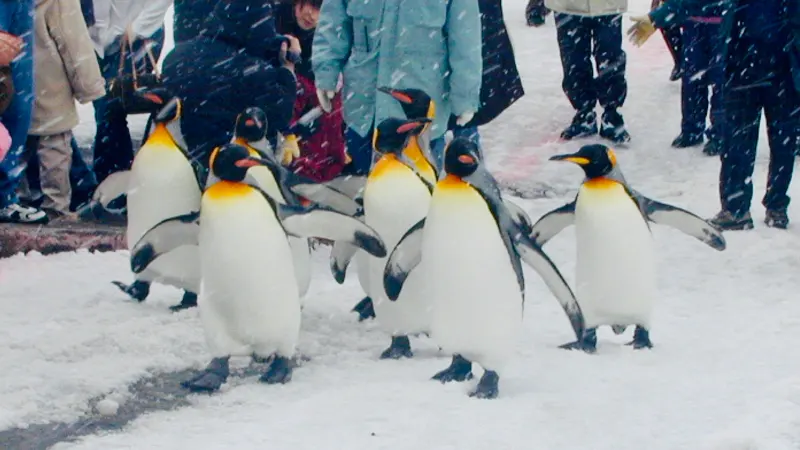 Asahiyama Zoo Admission Fees and Crowd Insights