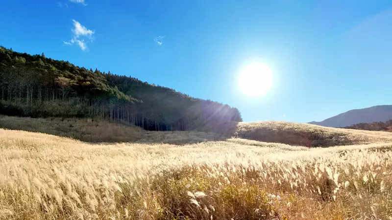 Hakone: Sengokuhara – The Golden Fields of Autumn