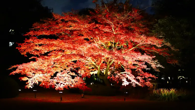 Autumn foliage light-up
