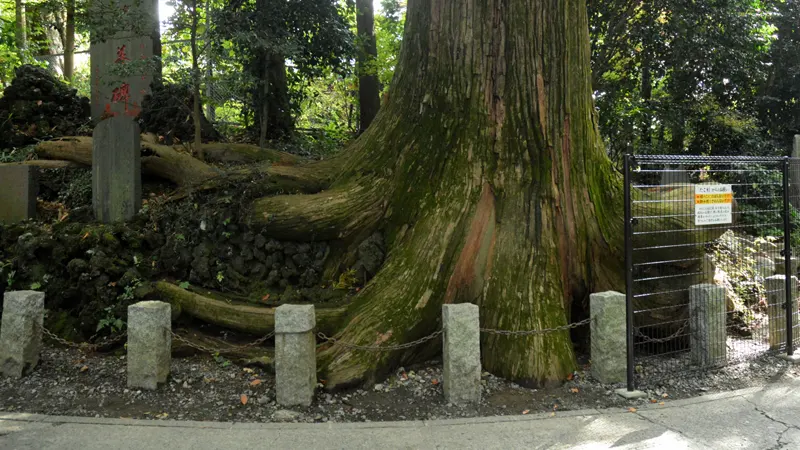 A 450-year-old cedar tree with octopus-like roots.