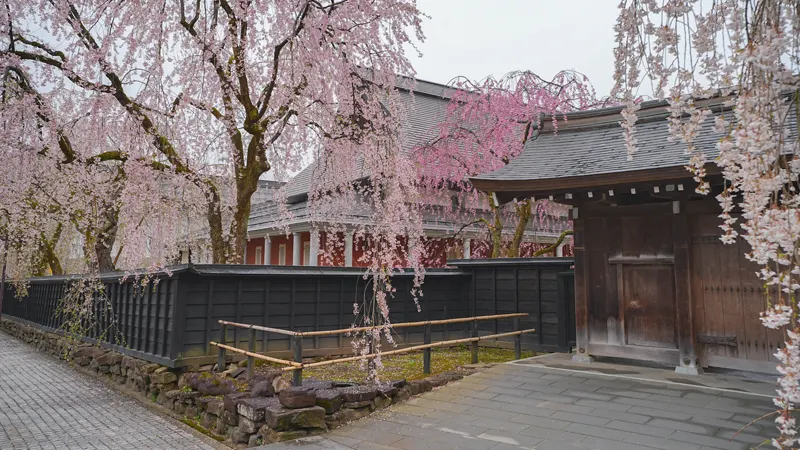 Cherry blossoms along Bukeyashiki Street