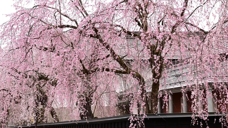 Soft pink weeping cherry blossoms in Kakunodate