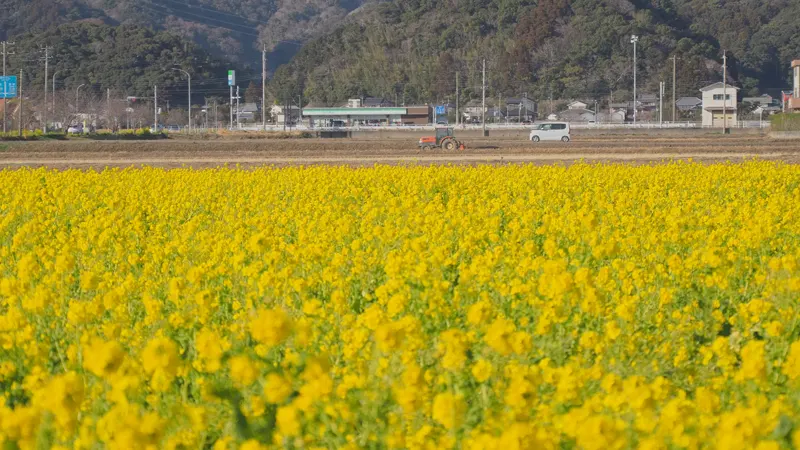 Nanabatake Road blooms in late February