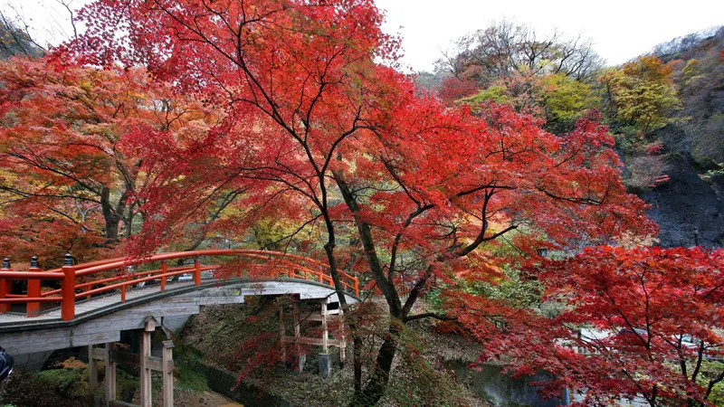 Autumn foliage at Kajika Bridge