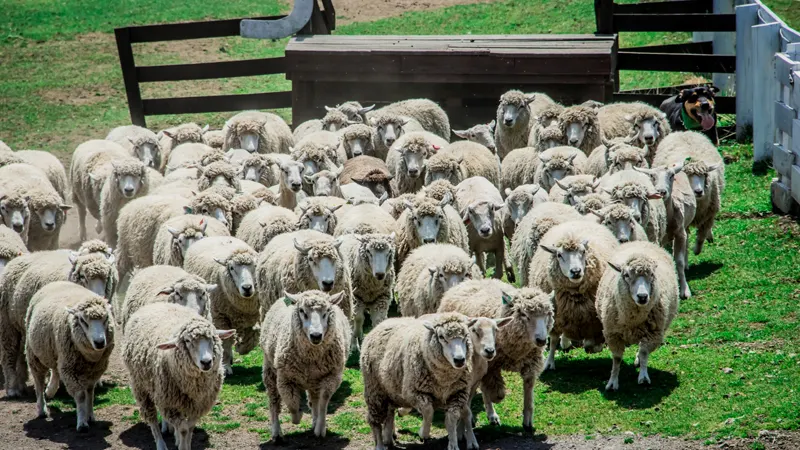 Cute sheep at the Ikaho Green Pasture.