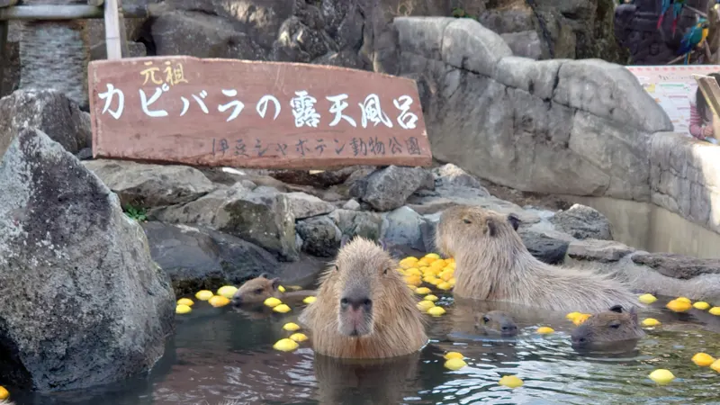 Final Thoughts: Your Gateway to Japan’s Onsen Bliss