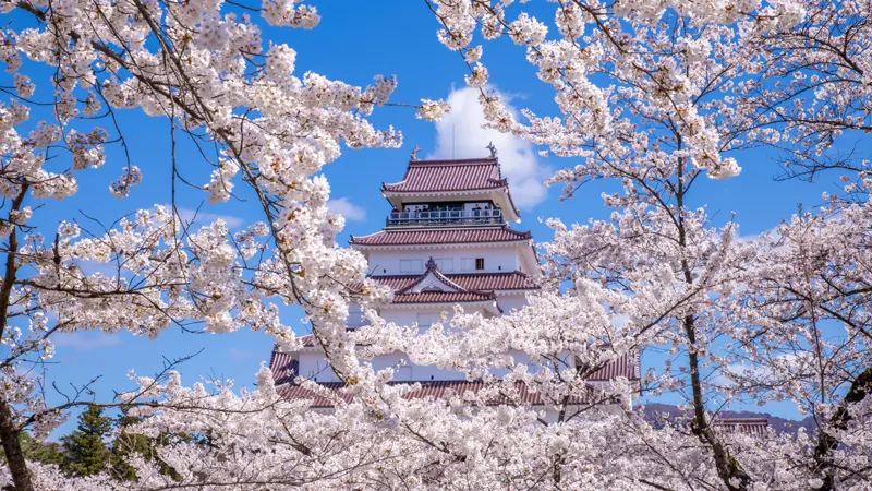 View of Tsuruga Castle in cherry blossom season