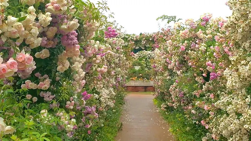 Multiple spaces surrounded by roses