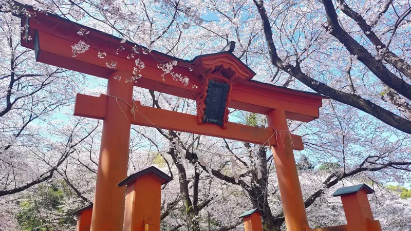 Torii gate surrounded by cherry blossoms