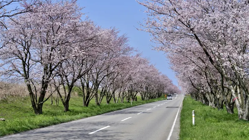 Cherry blossoms along Hahakoi Road