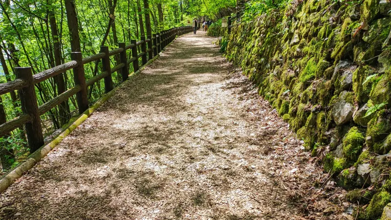 Healing walk trail in spring