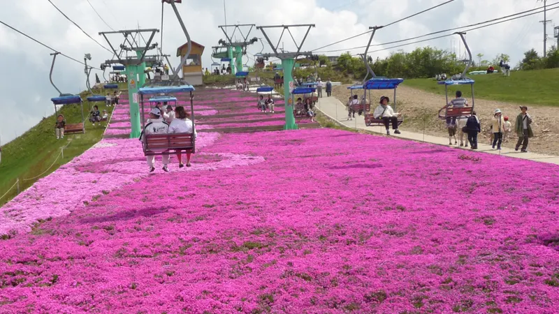 Viewing full-bloom Shibazakura by lift