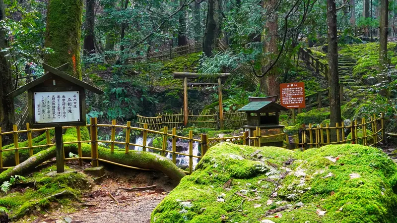 Fresh greenery around the waterfall