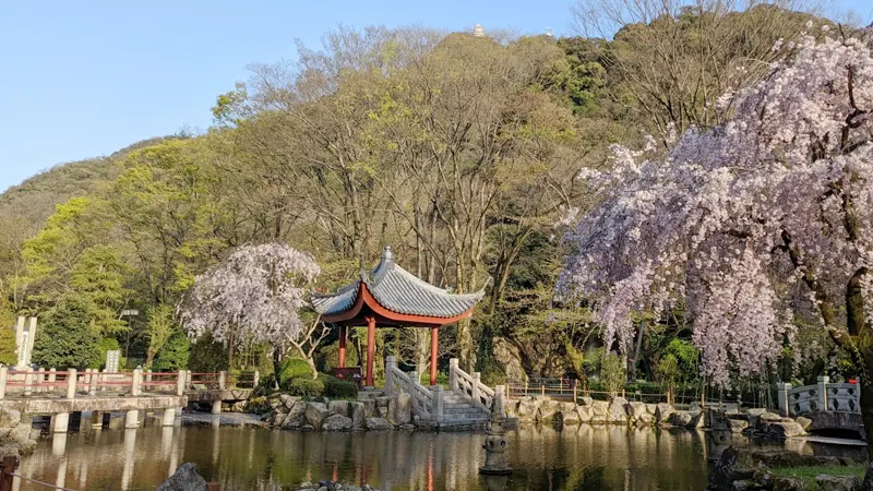 Cherry blossoms in Friendship Garden