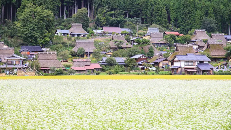 Soba fields and Miyama view
