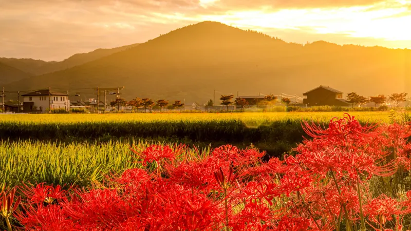 Autumn scenery at Mount Miwa