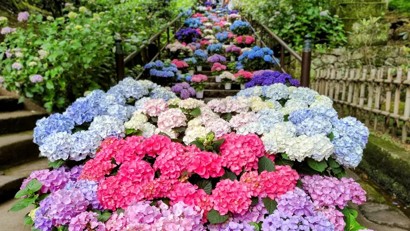 Hydrangea corridor in June