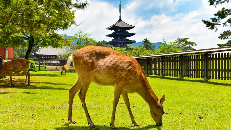 Five-storied pagoda with deer in Nara Park
