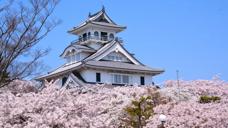 Nagahama Castle with cherry blossoms