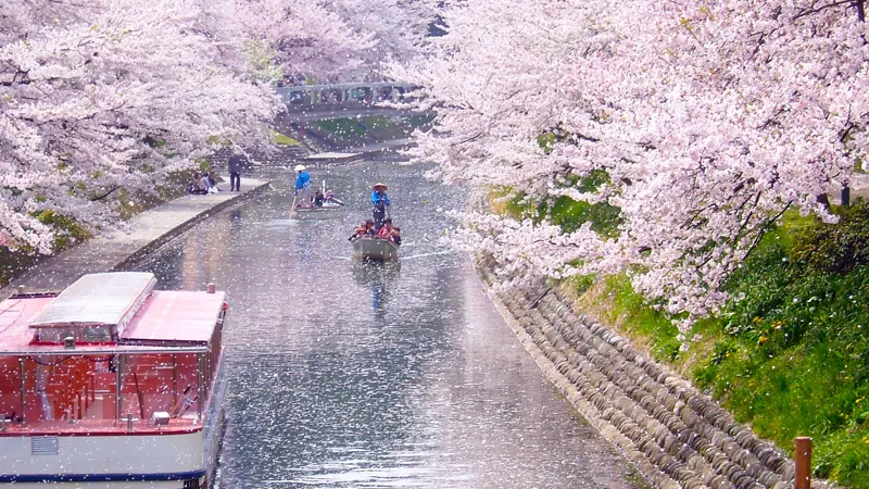 Scenic riverside with falling sakura