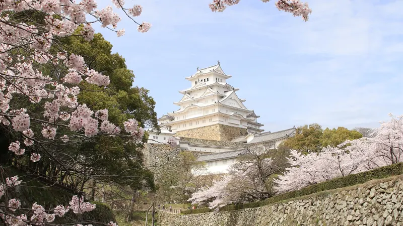Himeji Castle cherry trees