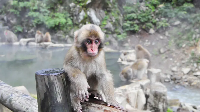 Snow monkeys bathing in hot spring