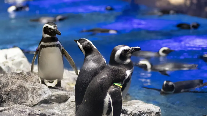 Sumida Aquarium penguins