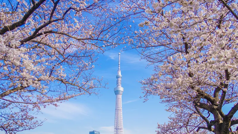 Tokyo Skytree with cherry blossoms
