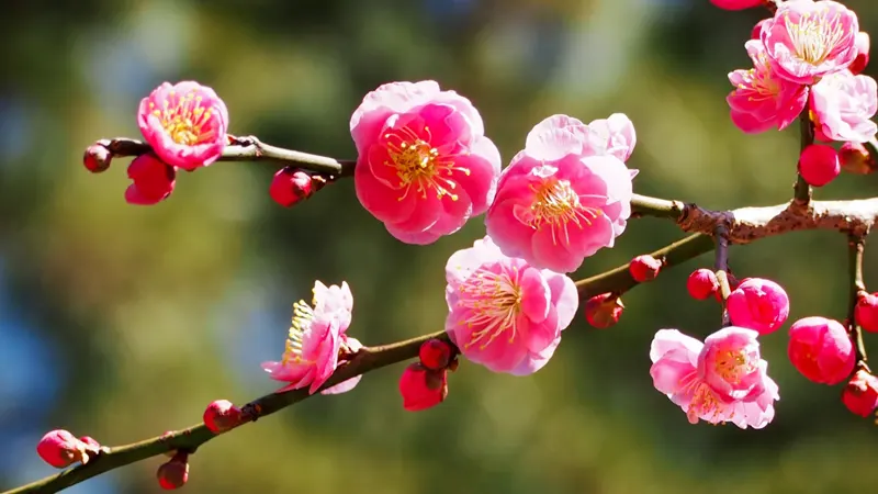 Atami plum blossoms