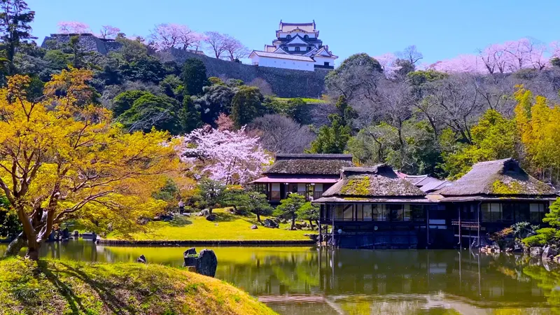 Hikone cherry blossoms