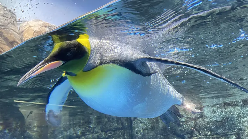 Penguin House pool view