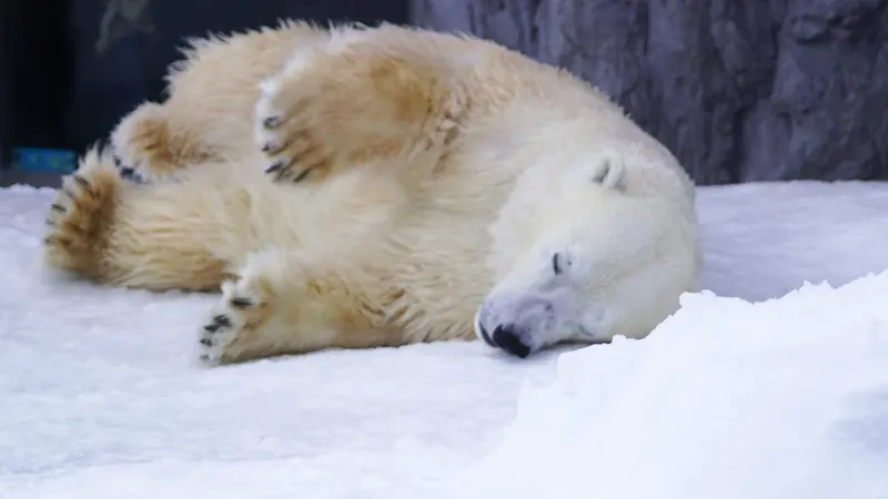 Polar Bear House structure