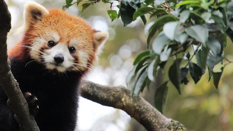 Red panda Asahiyama Zoo