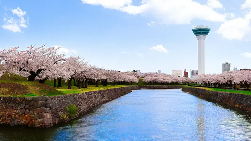 Cherry Goryokaku Tower