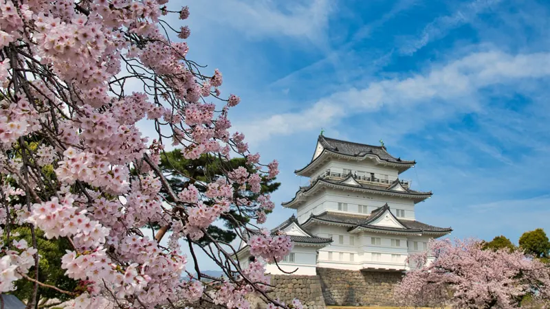 Odawara Castle with cherry trees