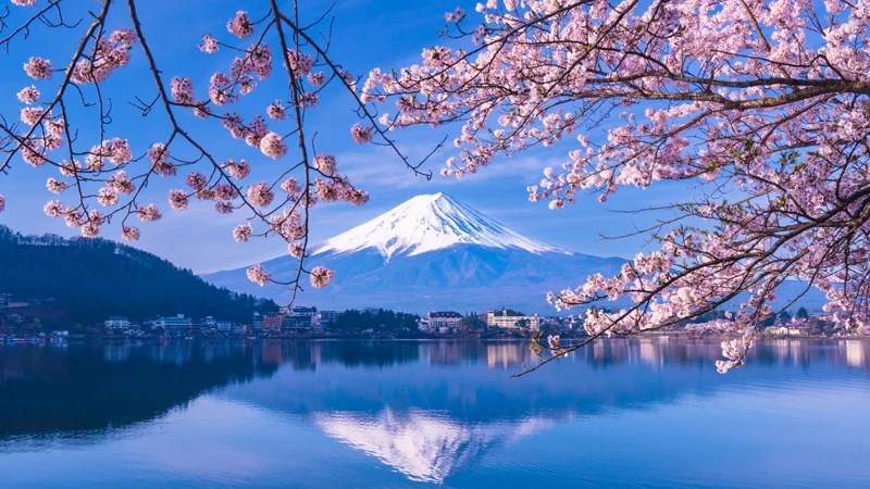 Lake Kawaguchi blossoms
