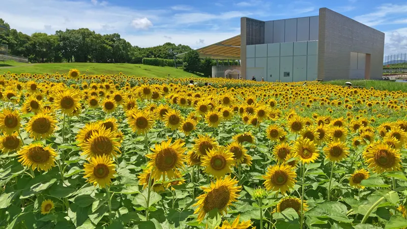 Sunflowers at Hamana Lake Garden Park