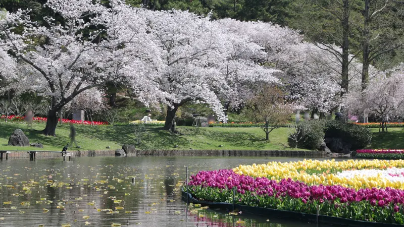 Cherry blossoms at Hamamatsu Flower Park