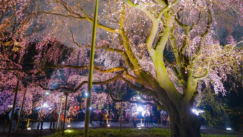 Rikugien shidare-zakura trees