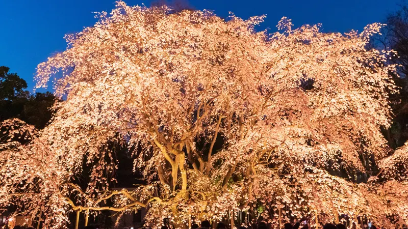 Rikugien light-up event