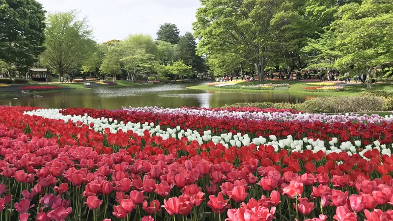 Showa Kinen Park tulip field