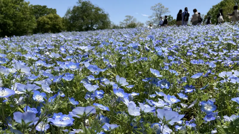 Showa Kinen Park nemophila hill
