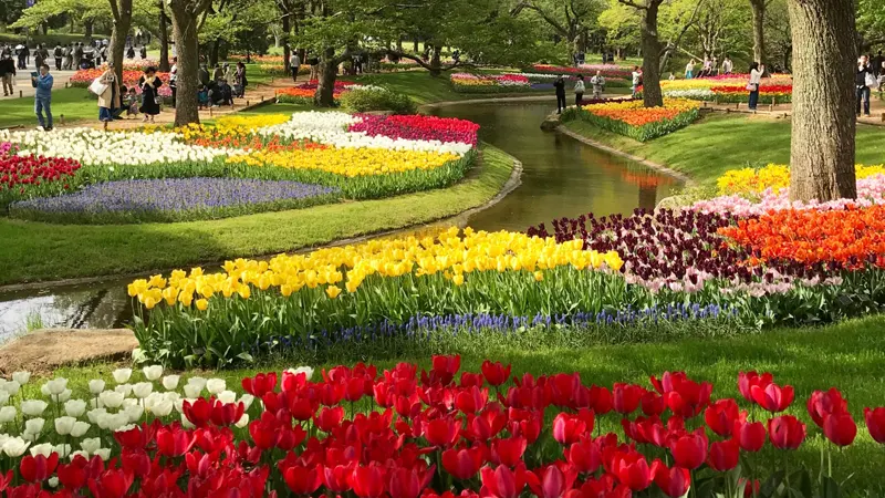 Showa Kinen Park tulip field