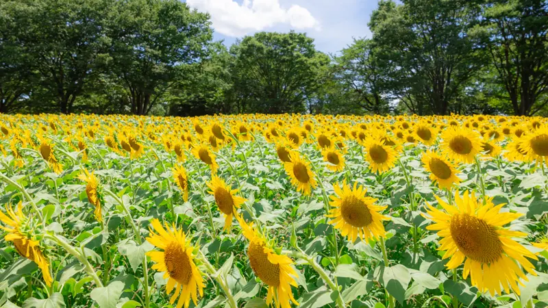 Showa Kinen Park sunflower area