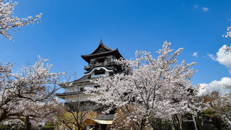Inuyama Castle and cherry trees