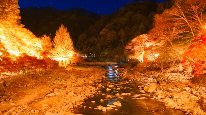 Illuminated maple forest at Korankei