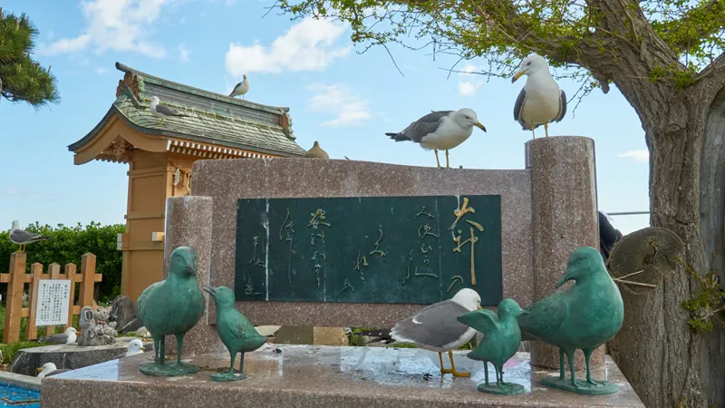 Black-tailed gulls at Kabushima