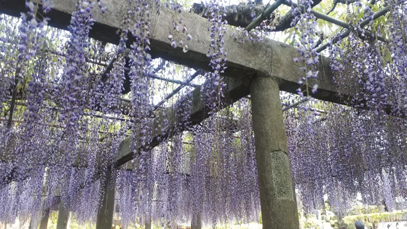 Wisteria trellis at temple grounds