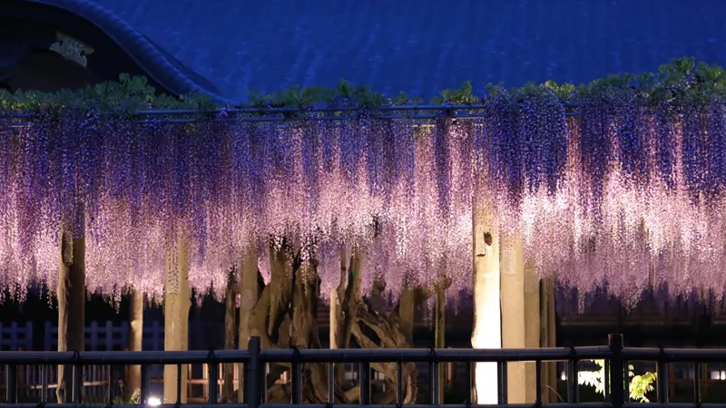 Illuminated wisteria trellis at temple